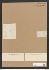 Pleurostauron parvulum (Jan.) Grun. (de-Toni-Nr.: Genus 7, Species 971) Zeichnungen Sammlung Grunow Nr. 1842 (NHMW-BOT-W0368775)